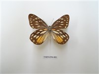 藏品(黃裙豔粉蝶)的圖片